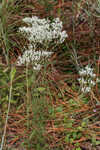 Hyssopleaf thoroughwort